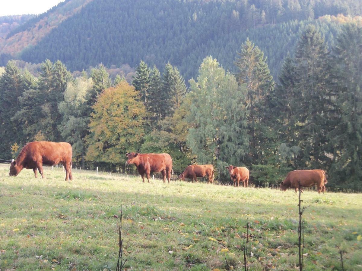 Urlaub Auf Dem Bauernhof Daire Netphen Dış mekan fotoğraf